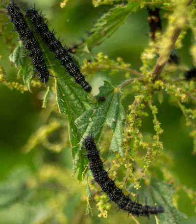 Die wunderschöne Welt mit Hund.-Beitrag-Bild