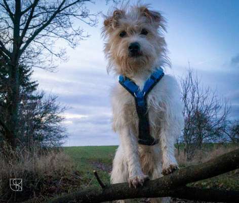Kleine Hunde ganz Groß-Beitrag-Bild