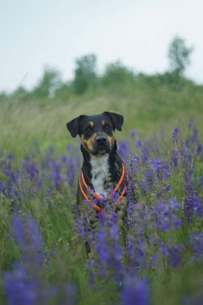 Die Dogorama Kalender Challenge Teil 3/4-Beitrag-Bild