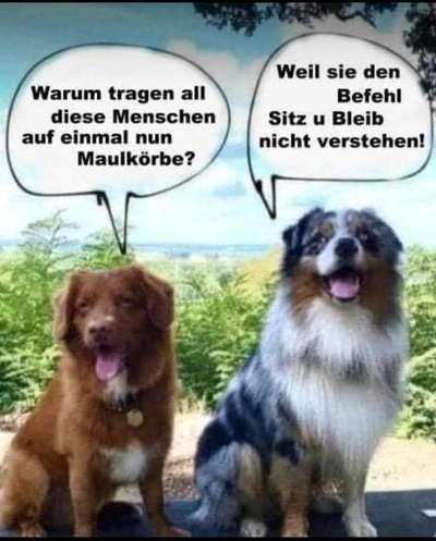 Hunde Memes-Beitrag-Bild