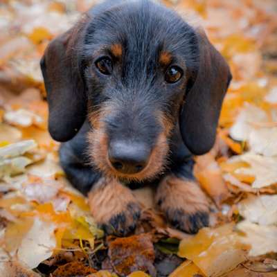 Hundetreffen-Spielen und spazieren-Bild