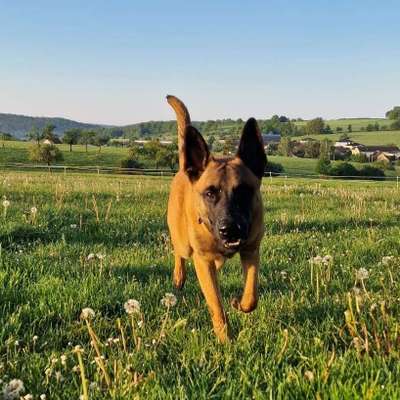 Hundetreffen-Gassirunde und toben-Profilbild