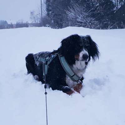 Hundetreffen-Gemütliche Gassi-/Spielerunde-Bild