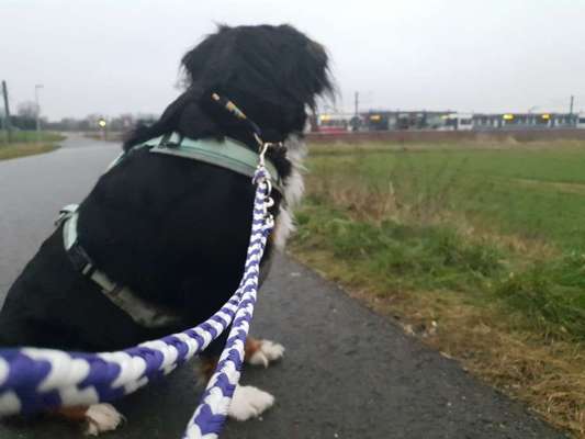 Angst/Panik/Furcht beim Hund "abgewöhnen"-Beitrag-Bild