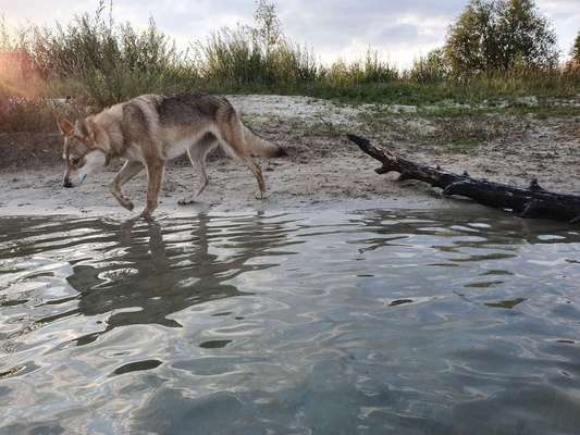 Dein Hund im Dogorama-Kalender 2021-Beitrag-Bild