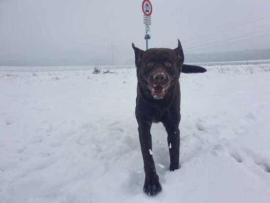 Labradorfans-Beitrag-Bild