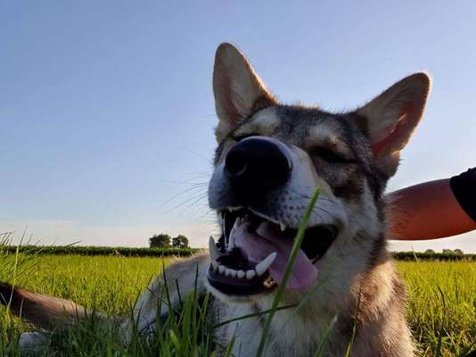 Dein Hund im Dogorama-Kalender 2021-Beitrag-Bild