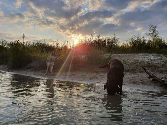 Dein Hund im Dogorama-Kalender 2021-Beitrag-Bild