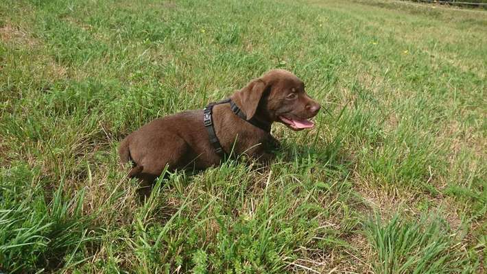 Dein Hund im Dogorama-Kalender 2021-Beitrag-Bild