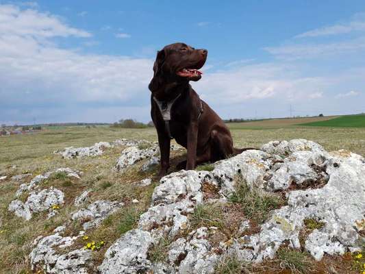 Dein Hund im Dogorama-Kalender 2021-Beitrag-Bild