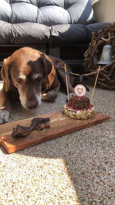 Fotochallenge 31 - Das perfekte Hundedinner-Beitrag-Bild