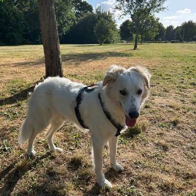 Hundetreffen-Hundewiese Datteln-Bild