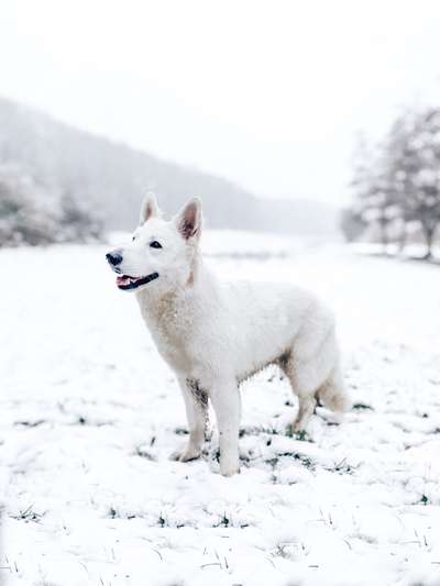 Weißer Schweizer Schäferhund-Beitrag-Bild
