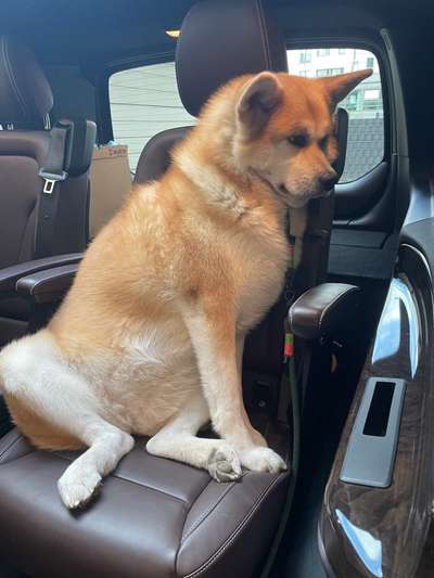 Akita Inu/American Akita (Mix) halter.-Beitrag-Bild