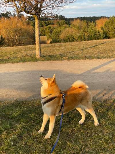 Akita Inu/American Akita (Mix) halter.-Beitrag-Bild