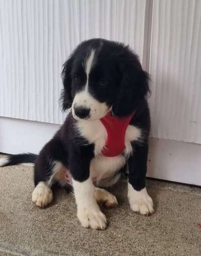 Die Dogorama Wochen Challenge-Beitrag-Bild