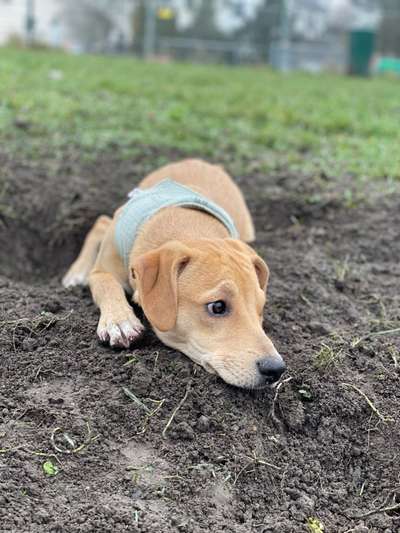 Hundetreffen-Spieltreffen Hansemannpark Mengede-Bild