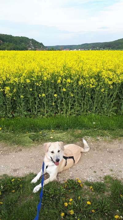 Auslandstierschutz-Beitrag-Bild