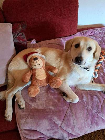 Auslandstierschutz-Beitrag-Bild