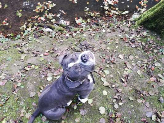Olde English Bulldogge-Beitrag-Bild