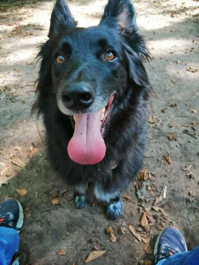 Wie kamst du zu deinem Hund?-Beitrag-Bild