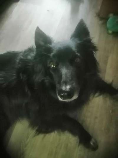 Wird zu selten entwurmt? Wurmbefall bei Hunden in Deutschland-Beitrag-Bild