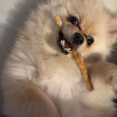 Hundetreffen-Treffen zum gemeinsamen Spielen und Spazieren gehen-Bild