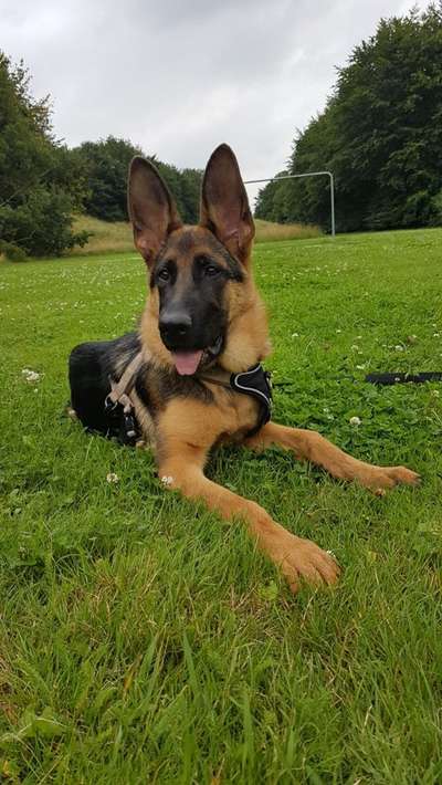 Die Dogorama Kalender Challenge 4/4-Beitrag-Bild