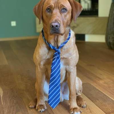 Allergie-Hund seit Jahren - wie behaltet ihr den Überblick?-Beitrag-Bild