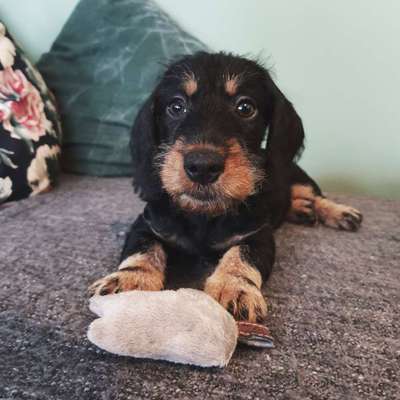 Welpen Bilder !-Beitrag-Bild