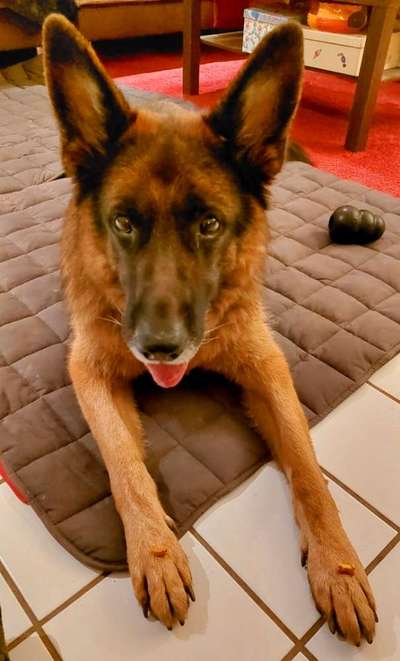 Heute gibt es.....der "ich mach die Leckerlis-Selber-Thread"-Beitrag-Bild