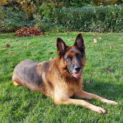 Herbst🍁-Beitrag-Bild