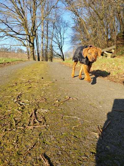 Hundetreffen-Treffen in Mammelzen-Bild