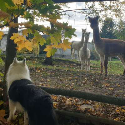 Hundetreffen-Gassirunden mit netten Kontakten-Bild