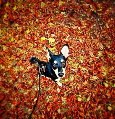 Zeigt her eure Junghunde :)-Beitrag-Bild