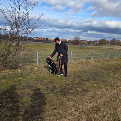 aktuelles Foto Gruppe Australian Shepherd