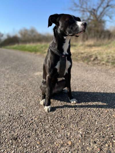 Hundetreffen-Gassi Treffen Rauenberg-Bild