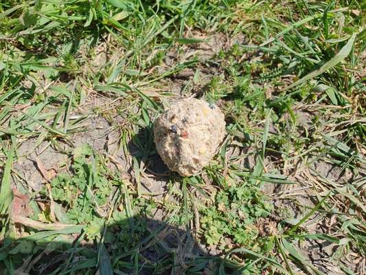 Giftköder-Giftköder-Bild