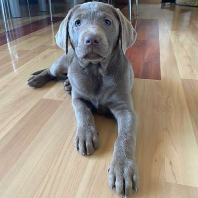 Hundetreffen-Welpentreffen im 21. Bezirk