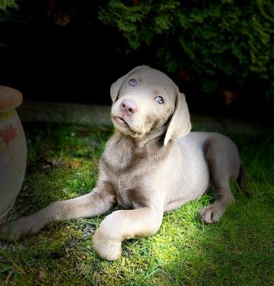 Fotochallenge No. 26                                     Wald und Wiese-Beitrag-Bild