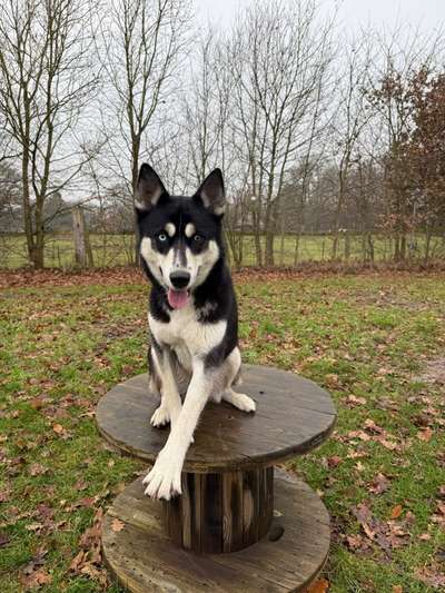 Hundetreffen-Wir suchen Spielpartner-Bild