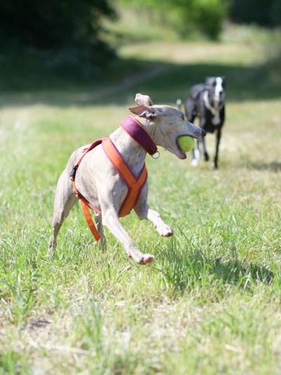 Whippet-Beitrag-Bild