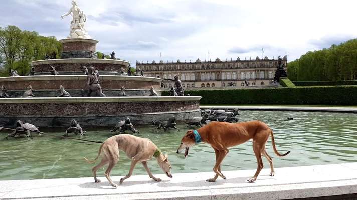 Windhunde - Treffen der besonderen Schönheiten
HERZLICH WILLKOMMEN-Beitrag-Bild