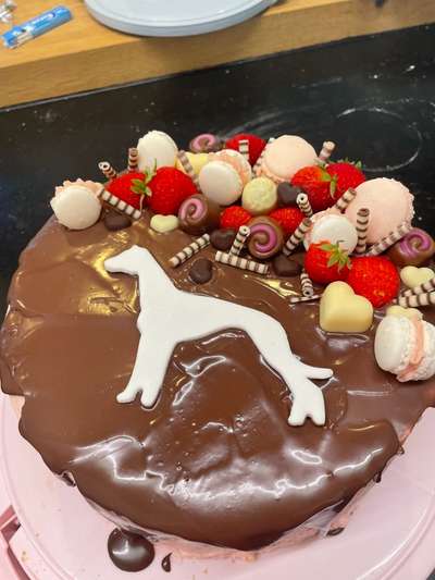 Windhunde - Treffen der besonderen Schönheiten
HERZLICH WILLKOMMEN-Beitrag-Bild