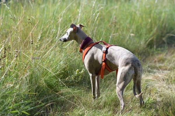 Whippet-Beitrag-Bild