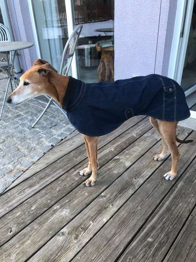 Windhunde - Treffen der besonderen Schönheiten
HERZLICH WILLKOMMEN-Beitrag-Bild