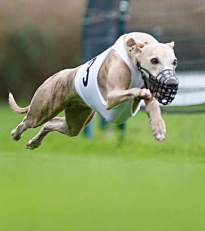 Windhunde - Treffen der besonderen Schönheiten
HERZLICH WILLKOMMEN-Beitrag-Bild