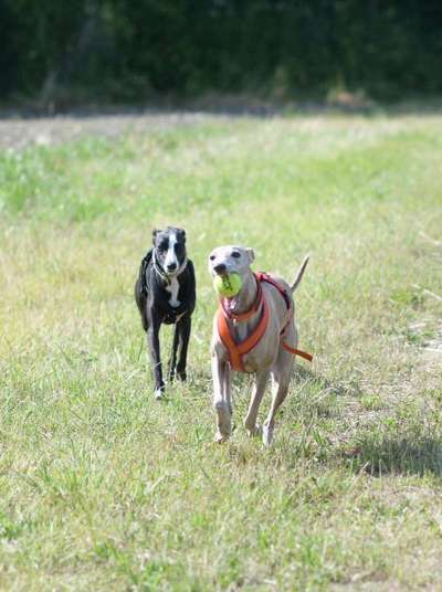 Whippet-Beitrag-Bild