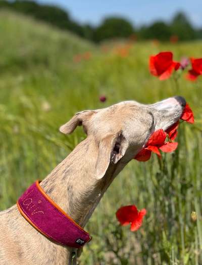 Die Dogorama Monats Challenge "Es grünt und blüht"-Beitrag-Bild