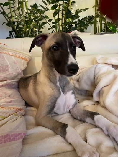 Whippet-Beitrag-Bild